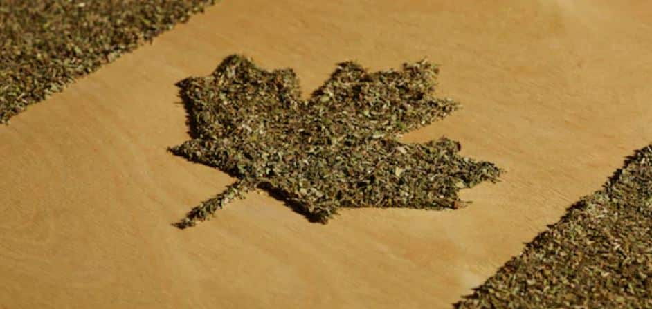 Cannabis Maple Lead