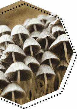 growing magic mushrooms