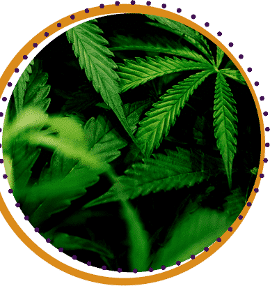 sativa vs indica marijuana strains