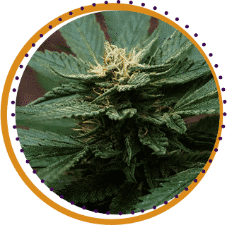 indica flower strains weed