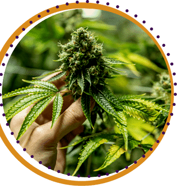 indica marijuana strains