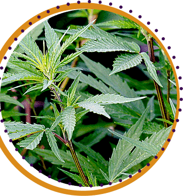 hybrid weed strains