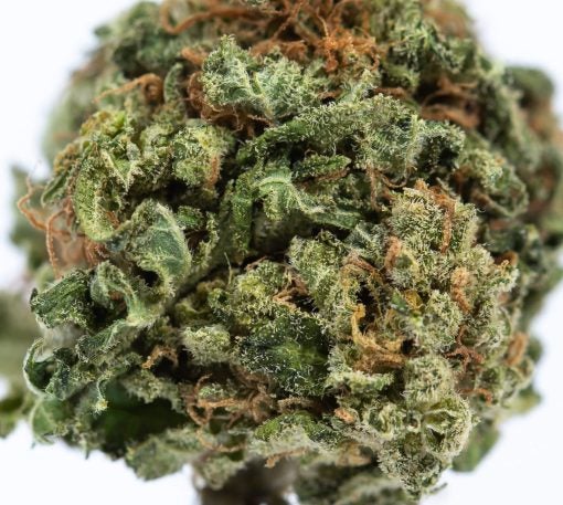 WASABI KUSH marijuana strain canada buy online