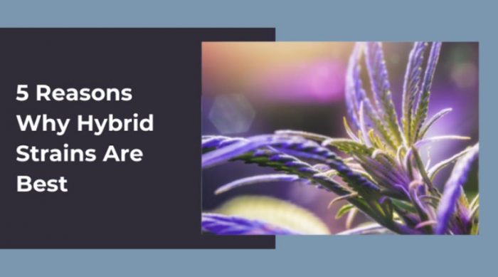 5 Reasons Why Hybrid Strains Are Best