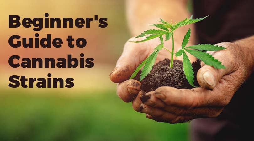 Beginner's Guide to Cannabis Strains