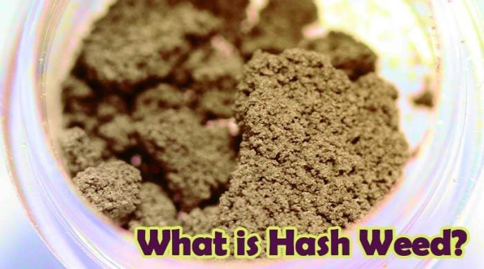What Is Hash Weed?