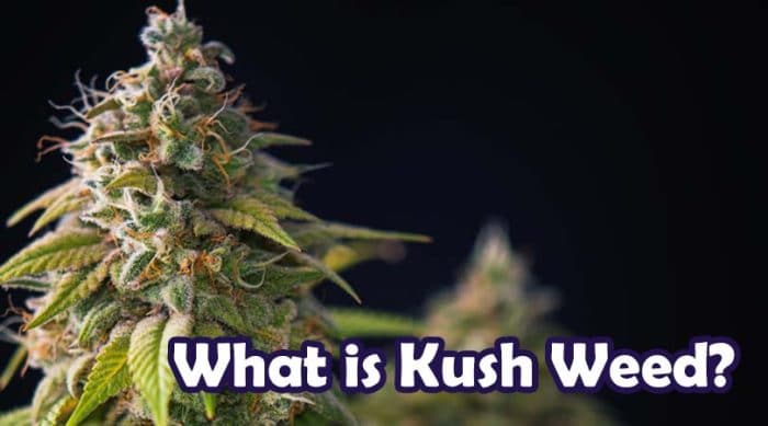 What is Kush Weed