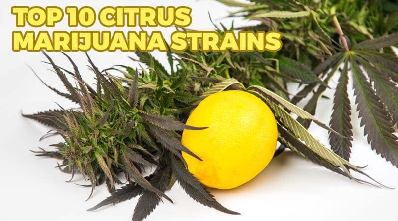 Top 10 Citrus Marijuana Strains