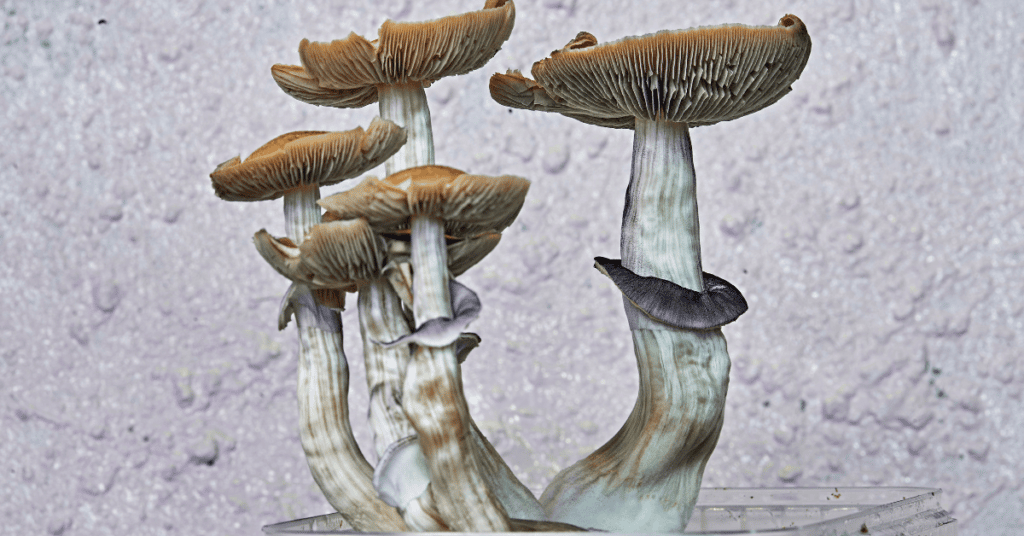 What’s Different Between Psilocybin Mushrooms And DMT?