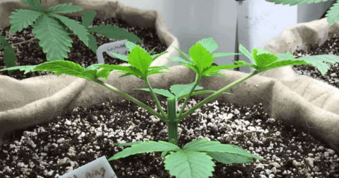 How to Top a Weed Plant