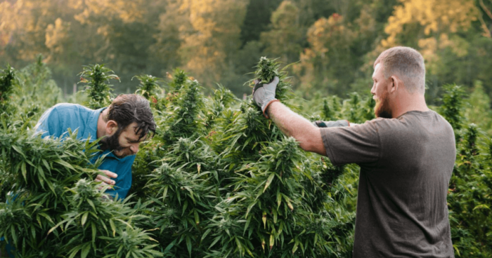 Best Times to Top a Marijuana Plant