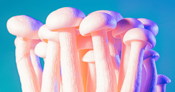 Important Times in the History of Magic Mushrooms in Canada