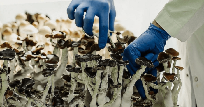 Learn About the History of Magic Mushrooms in Canada