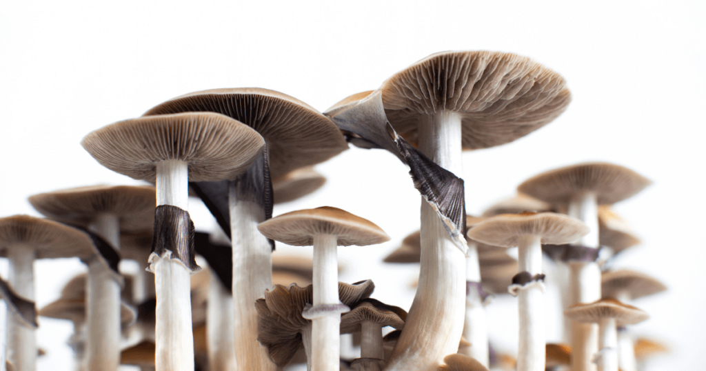 What are the Side Effects of Shrooms?